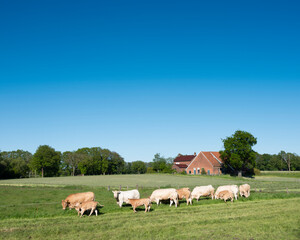 blonde d'aquitaine cows in rural landscape of twente near enschede and oldenzaal in holland