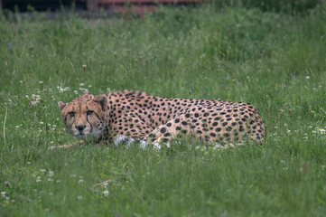 Cheetah in the zoo rests