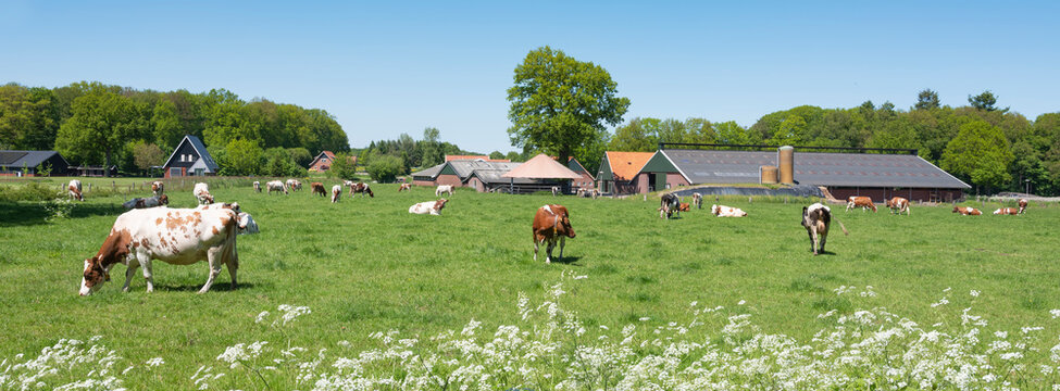 cows and flowers in meadow near oldenzaal and enschede in twente