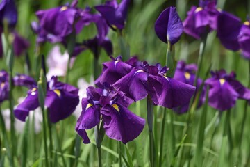 apanese irises in iris garden is in full bloom. Iridaceae perennial plant.