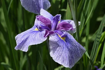 Gordijnen apanese irises in iris garden is in full bloom. Iridaceae perennial plant. © tamu