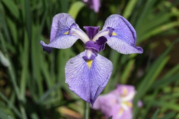 apanese irises in iris garden is in full bloom. Iridaceae perennial plant.