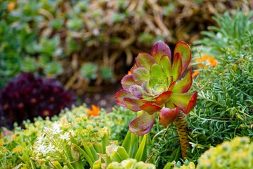 flowers in the garden