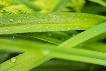 Fototapeta Krople deszczu na zielonych liściach obraz
