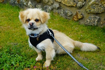 jack russell terrier