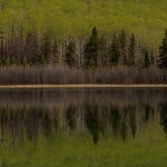 Fototapeta na wymiar Pine tree reflections in lake, gradients of green