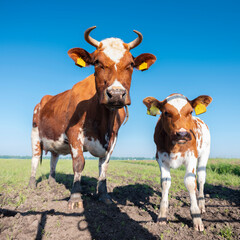 spotted red brown cow and calf in meadow under blue sky
