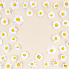 Chamomile flowers on beige background with round copy space in the middle.