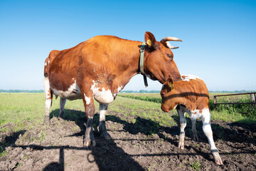 spotted red brown cow and calf in meadow under blue sky - obrazy, fototapety, plakaty