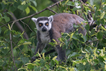lemurs live and have fun in the zoo