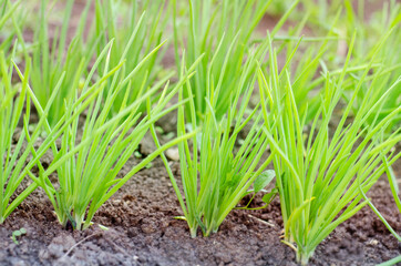 Obraz premium A vegetable garden with a row of young green onions. Spring field work. Home farm. vegetable growing