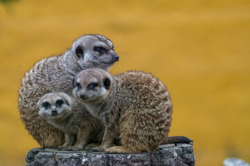 meerkats live and have fun in the zoo