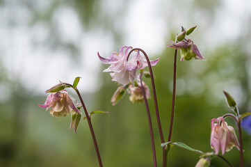 Fototapeta na wymiar Pink Columbine wildflower