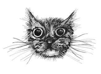 Cat head, funny face, ink sketch.