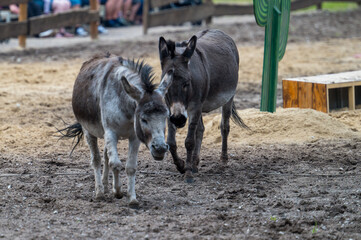 Donkey group in an animal park