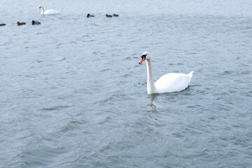 Naklejka na ściany i meble A white swan floats on a lead-colored water surface