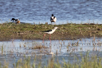 a common stilt is walking in the water in a natural pool with shellducks in the background in springtime