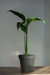 houseplant spathiphyllum plant in ceramic pot indoors