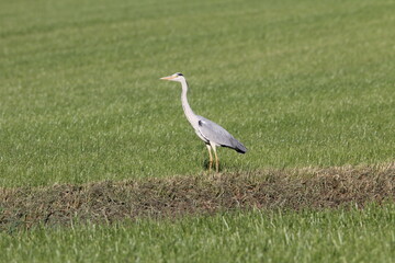 a grey heron stands in a green meadow in the dutch countryside in springtime