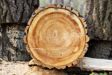 A freshly cut cracked tree stump as a background