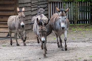 Donkey group in an animal park