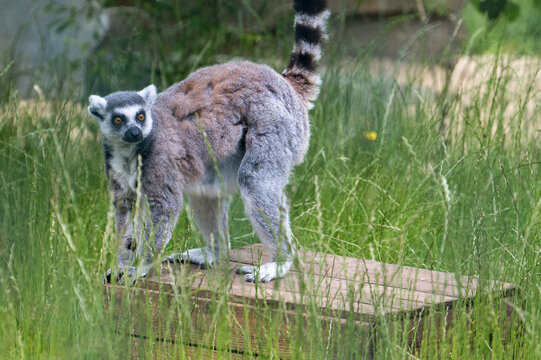 lemurs live and have fun in the zoo