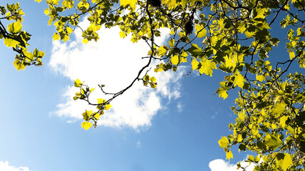 leaves on blue sky
