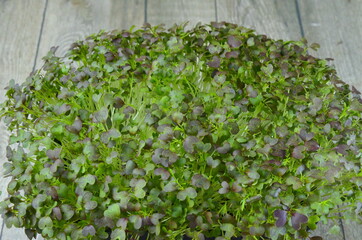 Micro greens. Green background.Healthy salad, leaves mix salad (mix micro greens, juicy snack). food background - copy space
