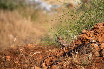 Little owl (Athene noctua) is a small owl species from the owl family (Strigidae).
