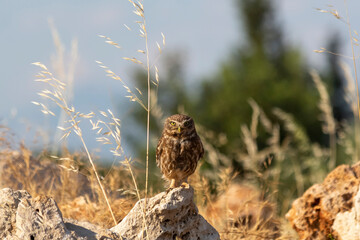 Little owl (Athene noctua) is a small owl species from the owl family (Strigidae).