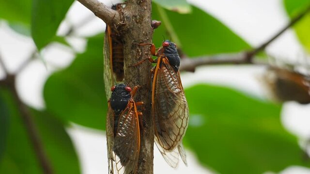 brood X cicadas on lilac plant