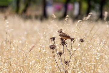 Crested lark bird resting on tree branches