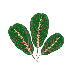 Isolated hand-drawn green leaves calathea.