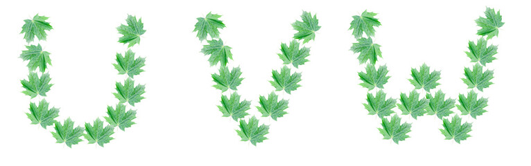 The letters U, V, W are made of green maple leaves