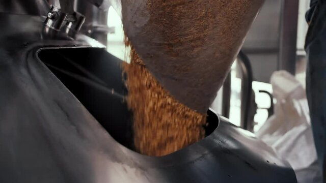 Pouring Malt Grains Into The  Milling Tank In The Brewery. A sack of grain in the hands of a brewer. Brewing beer
