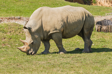 rhino in the grass