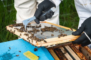 Apiculteur qui récole le miel des ruches avec des abeilles