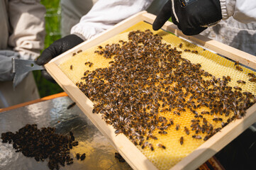 Apiculteur qui récole le miel des ruches avec des abeilles