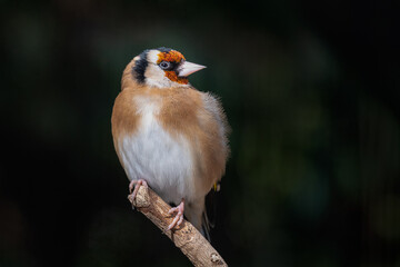 Close up portrait of a european goldfinch, Carduelis carduelis, perched of a branch