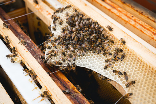 Apiculteur qui r&eacute;cole le miel des ruches avec des abeilles