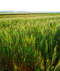 field of wheat, green fresh plant background