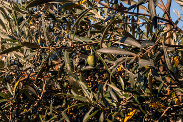 Single Olive Fruit in Bright Morning Light on Olive Tree Entwined Branches Covered with Leaves in Garden on Blue Sky Background - Rural View on Sithonia Chalkidiki Greece