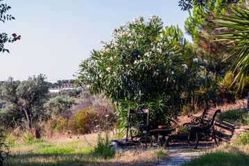 Cosy Place For Rest in Shadow of Big Exotic Plant Bush with Bench and Table in Countryside House...