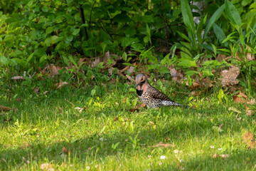 The northern flicker (Colaptes auratus) collect food in the meadow