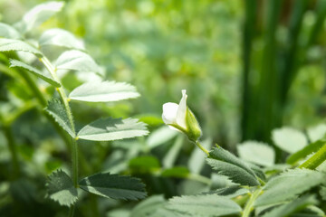 Kabuli chickpeas flower on plant in garden. Stunning tiny white flower in sunlight. Known as bengal gram, garbanzo bean or cicer arietinum. Selective focus with defocused bokeh lights and foliage.