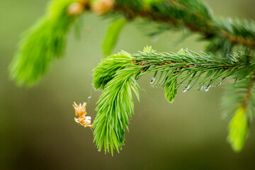 green twigs of spruce on the background of green nature © Paulina