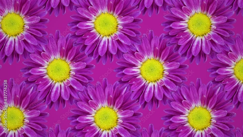 Poster purple chrysanthemum animated pattern background. seamless loop concept floral animation