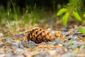 a pine cone lies on stones against a background of green grass