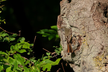 Great Crested Flycatcher in the woodland of Wisconsin. 
