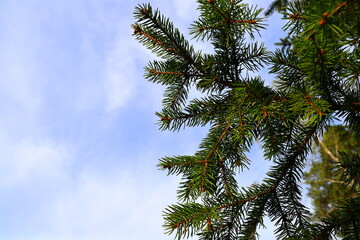 Branch of a needle tree. Fir trees. Close up and isolated. Copy space for text. Stockholm, Sweden.